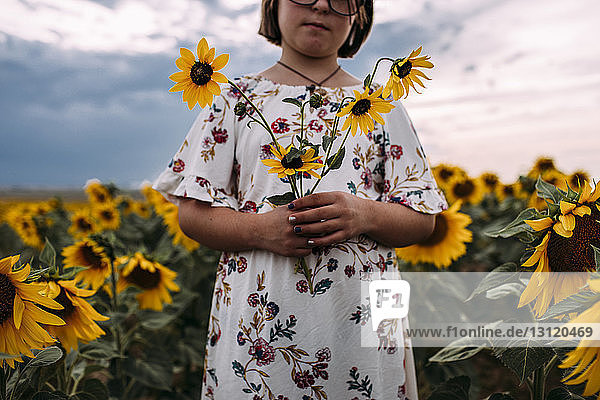 Mittelteil eines Mädchens  das Sonnenblumen hält  während es im Bauernhof steht