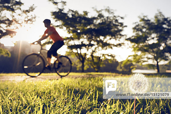 Defokussiertes Bild eines Radfahrers durch Grasfeld am Park