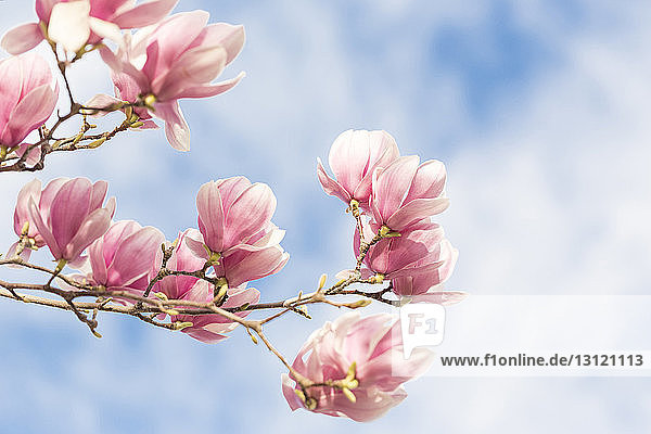 Nahaufnahme von Tulpenblüten am Baum gegen den Himmel