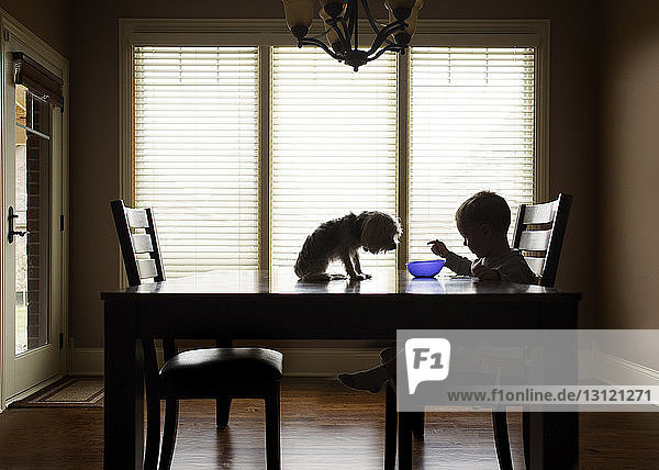Junge isst  während Hund zu Hause am Tisch sitzt