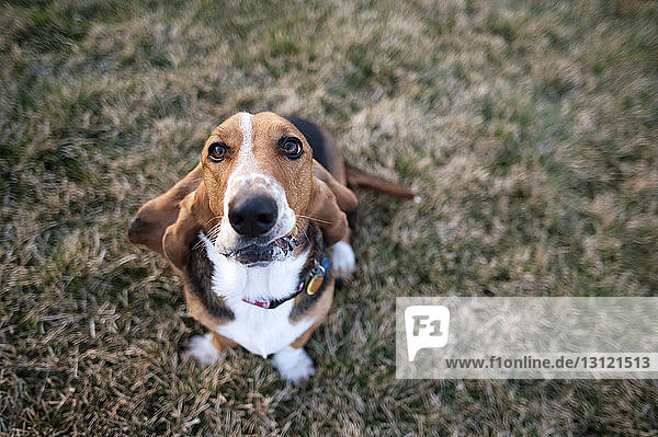Porträt eines auf dem Feld sitzenden Beagles