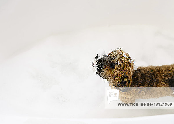 Hochwinkelansicht eines in einer Badewanne stehenden Hundes