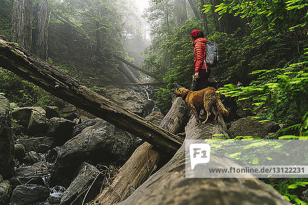 Side view of woman with dog standing on log in forest