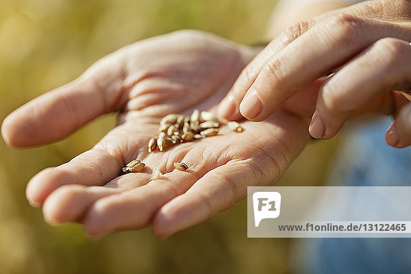 Midsection of female farmer holding freshly harvested wheat on field