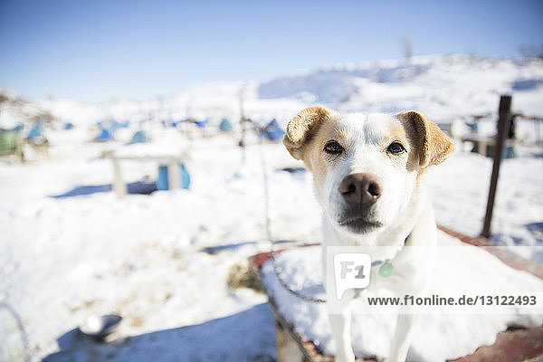 Porträt eines Hundes  der im Winter auf dem Tisch steht