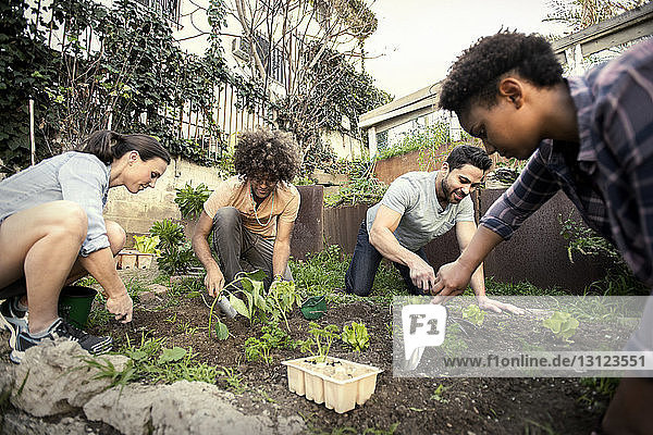 Friends planting together at community garden