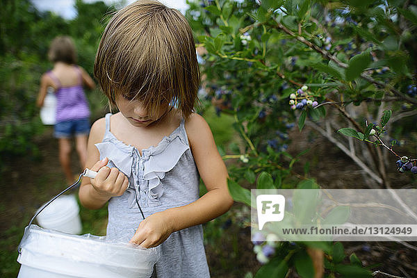 Sisters holding container while picking blueberries from trees in farm
