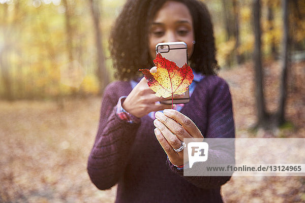 Frau fotografiert Ahornblatt  während sie im Herbst im Wald steht