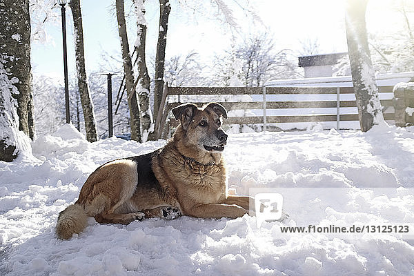 Hund schaut weg  während er auf einem schneebedeckten Feld sitzt