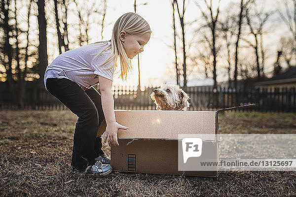 Seitenansicht eines Mädchens  das mit einem Hund spielt  der in einem Pappkarton auf einem Feld gegen den Himmel sitzt