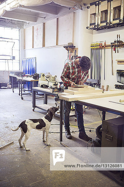 Hund schaut Handwerker bei der Arbeit in der Holzwerkstatt an