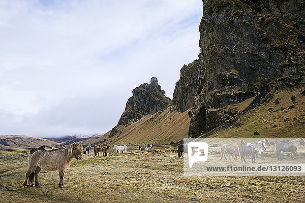 Islandpferde stehen auf dem Feld vor bewölktem Himmel