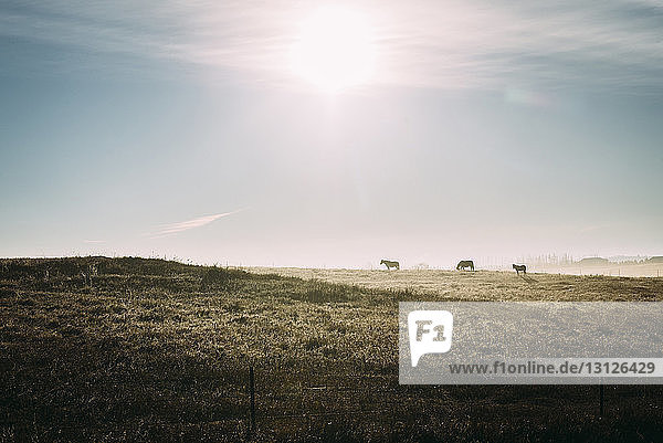 Fernansicht von Silhouettenpferden  die bei Sonnenschein auf einem Grasfeld gegen den Himmel laufen