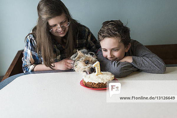 Geschwister feiern den Geburtstag des Yorkshire Terriers zu Hause