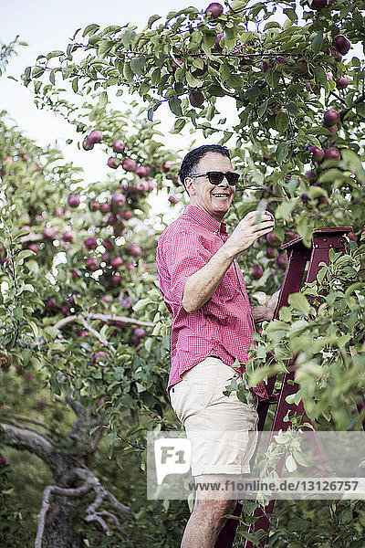 Mann pflückt Äpfel  während er auf einer Leiter im Obstgarten steht