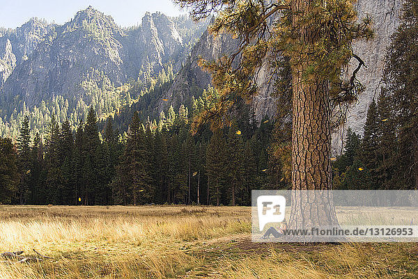Seitenansicht einer Frau  die sich am Baum auf einem Grasfeld im Yosemite-Nationalpark entspannt