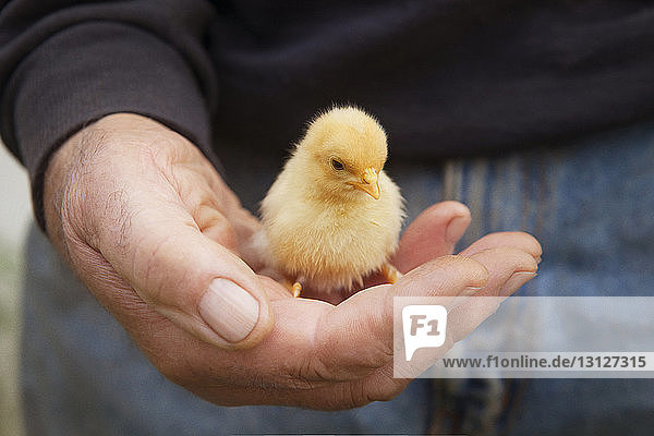 Cropped image of man holding baby chicken
