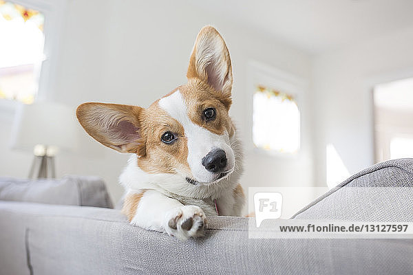 Niedrigwinkel-Porträt eines Hundes  der sich zu Hause auf dem Sofa entspannt