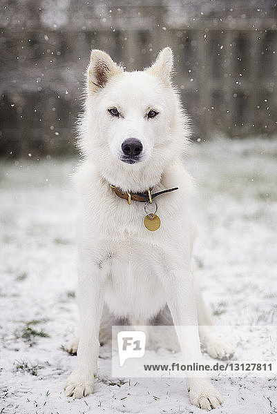 Porträt eines weißen Hundes  der auf einem schneebedeckten Feld im Hof sitzt