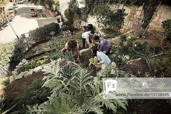 High angle view of friends gardening at community garden