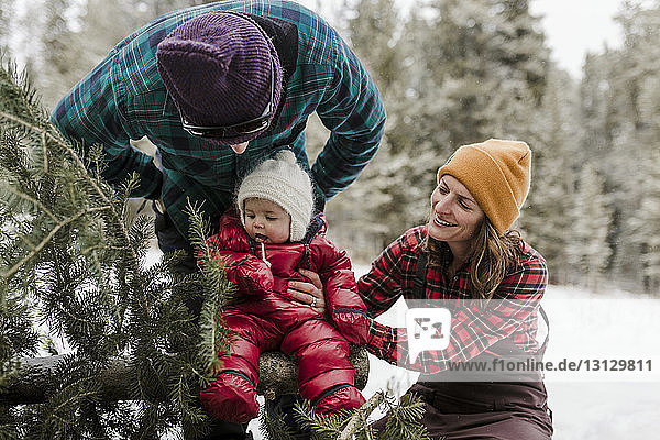 Eltern schauen auf niedliche Tochter  die im Winter auf einer Kiefer im Wald sitzt
