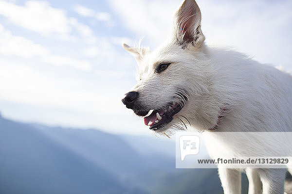 Niedrigwinkel-Ansicht eines weißen Hundes gegen den Himmel