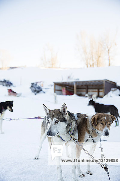 Hunde mit Kette gefesselt auf verschneitem Feld gegen klaren Himmel
