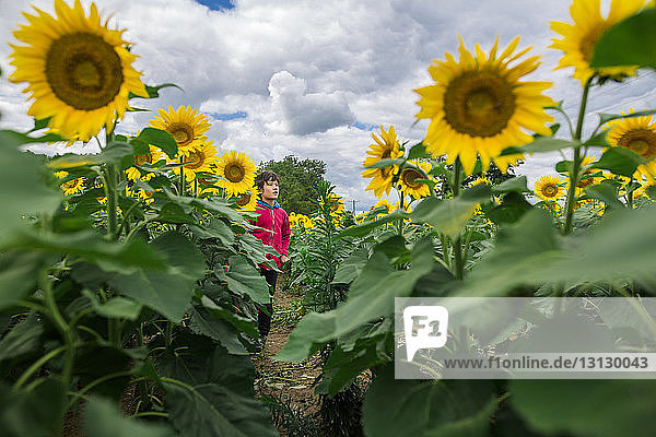 Junge schaut weg  während er auf Sonnenblumenfarm vor bewölktem Himmel steht