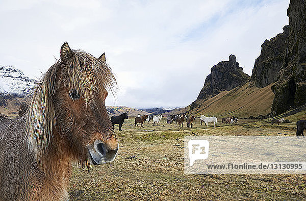 Islandpferde stehen auf Grasfeld vor bewölktem Himmel