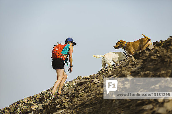 Niedrigwinkelansicht einer Frau mit Hunden  die gegen klaren Himmel auf einen Berg klettert
