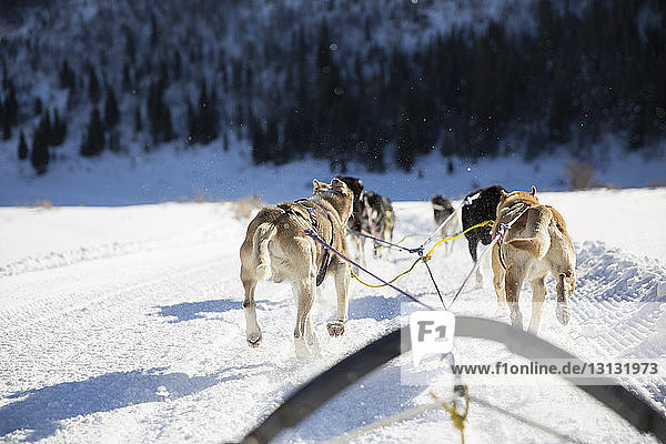 Rückansicht von Schlittenhunden  die Schlitten auf schneebedeckter Landschaft ziehen