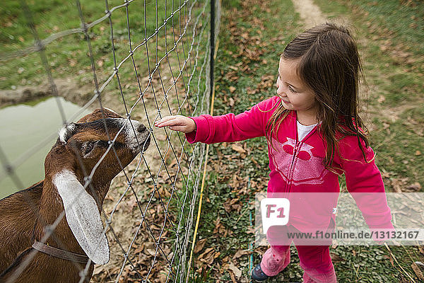 Schrägaufnahme eines Mädchens  das ein Ziegenbaby durch den Zaun eines Bauernhofs berührt
