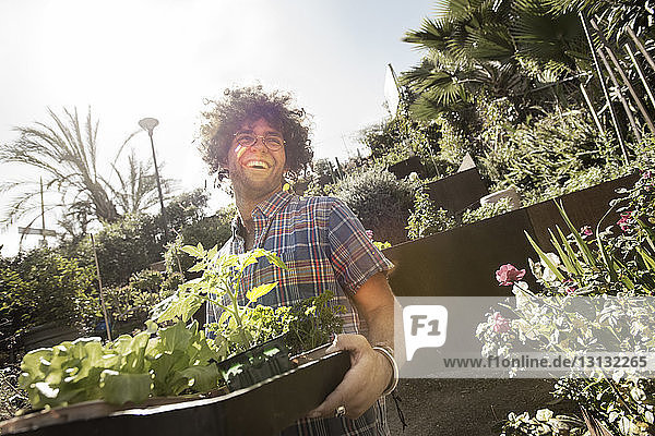 Fröhlicher junger Mann trägt an einem sonnigen Tag Pflanzenkiste im Gemeinschaftsgarten