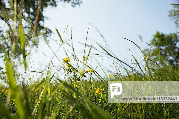 Gelbe Blumen wachsen auf Grasfeld vor klarem Himmel