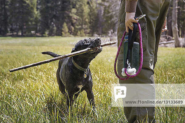 Hund mit Stock im Maul  der den Besitzer im Park ansieht