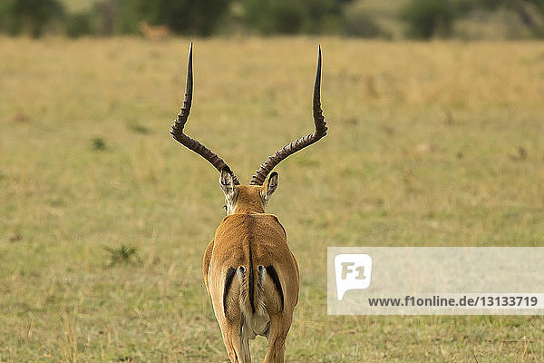 Rückansicht eines Impalas  der auf einem Grasfeld steht