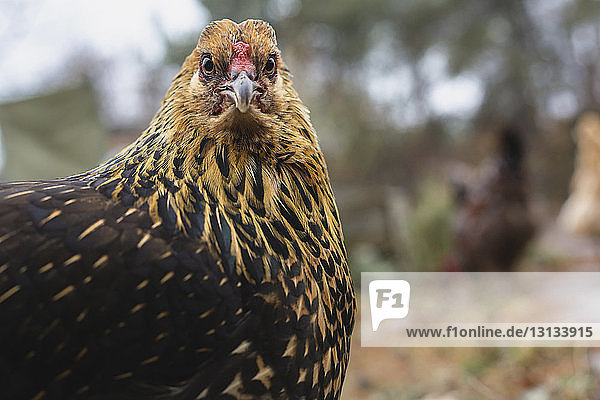 Porträt einer Henne in Nahaufnahme