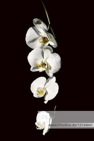 Nahaufnahme von weißen Orchideen vor schwarzem Hintergrund
