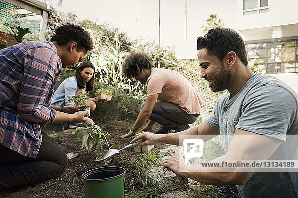 Multi-ethnic friends planting together at community garden