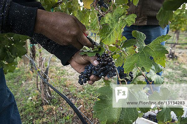 Man cutting grapes in farm