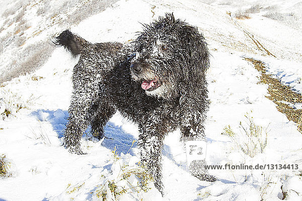 Dog standing on snowy field