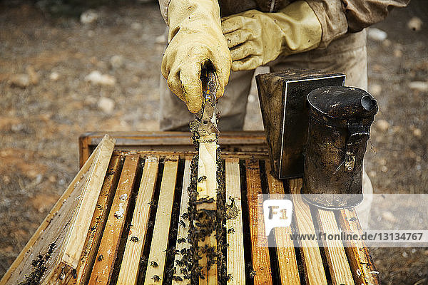 Hebegestell für Imker aus dem Bienenstock