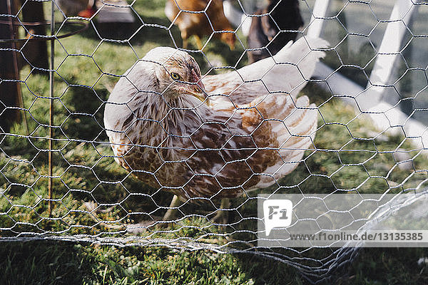 Hennen im Käfig auf Grasfeld bei sonnigem Wetter