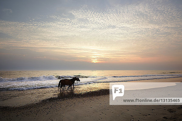 Pferde  die bei Sonnenuntergang am Ufer spazieren gehen