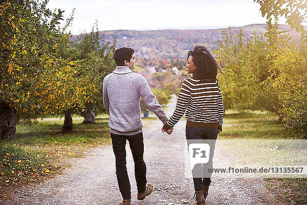 Rückansicht eines Paares  das sich an den Händen hält und im Obstgarten spazieren geht