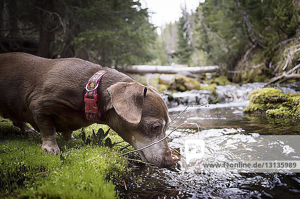 Close-up of dachshund standing by stream on sunny day
