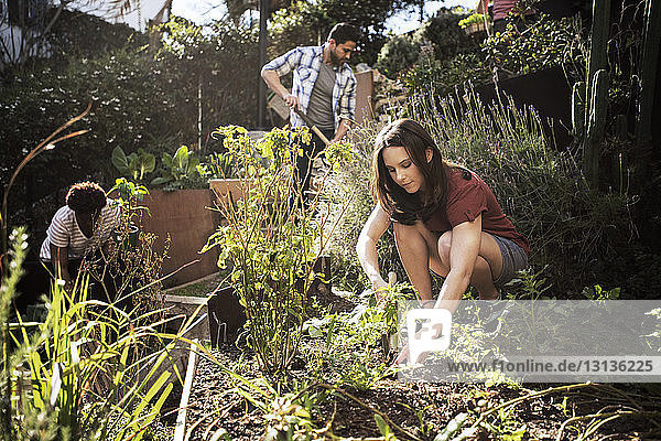 Man and women gardening together in community garden