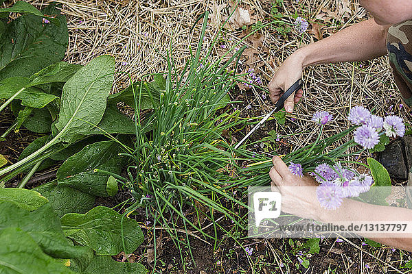Cropped hands of woman cutting flowers and herbs on field