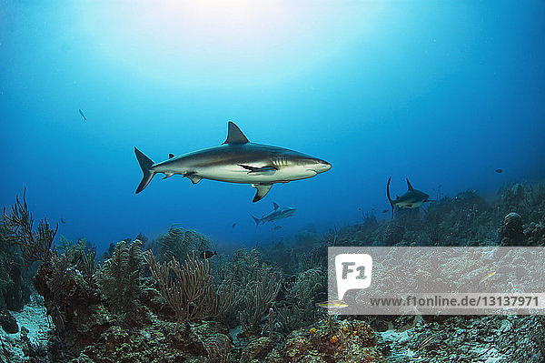 Sharks swimming by coral reef undersea