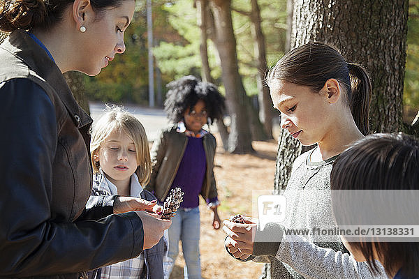 Lehrer und Studenten untersuchen Kiefernzapfen während einer Exkursion